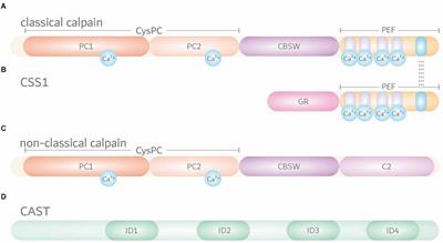 Calpain-mediated proteolysis as driver and modulator of polyglutamine toxicity